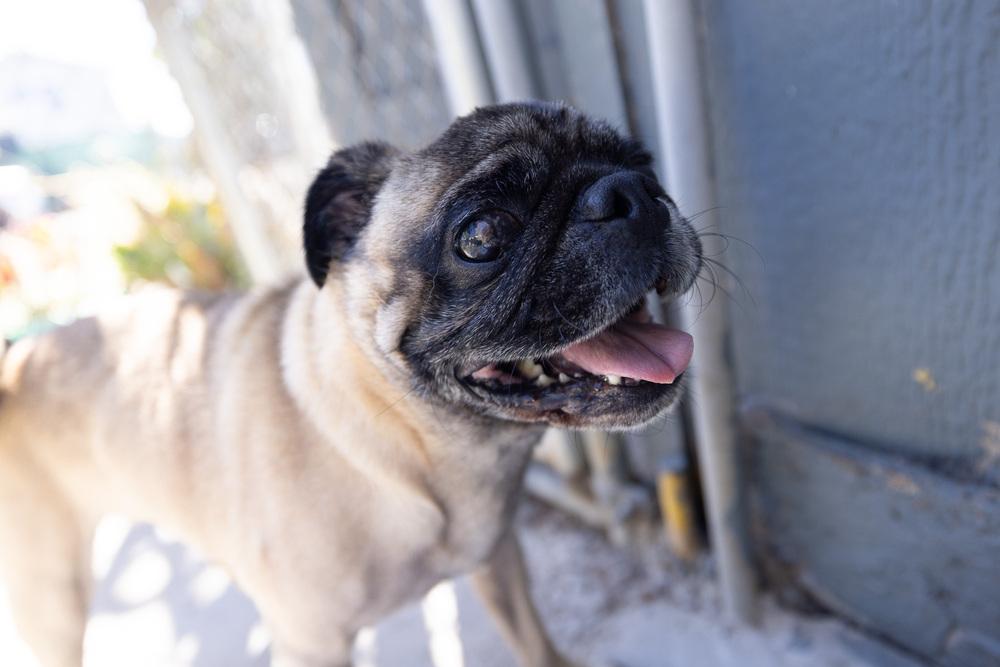 Enlarge Pugsley, a Adoptable Pug in Santa Rosa, CA image 1/3