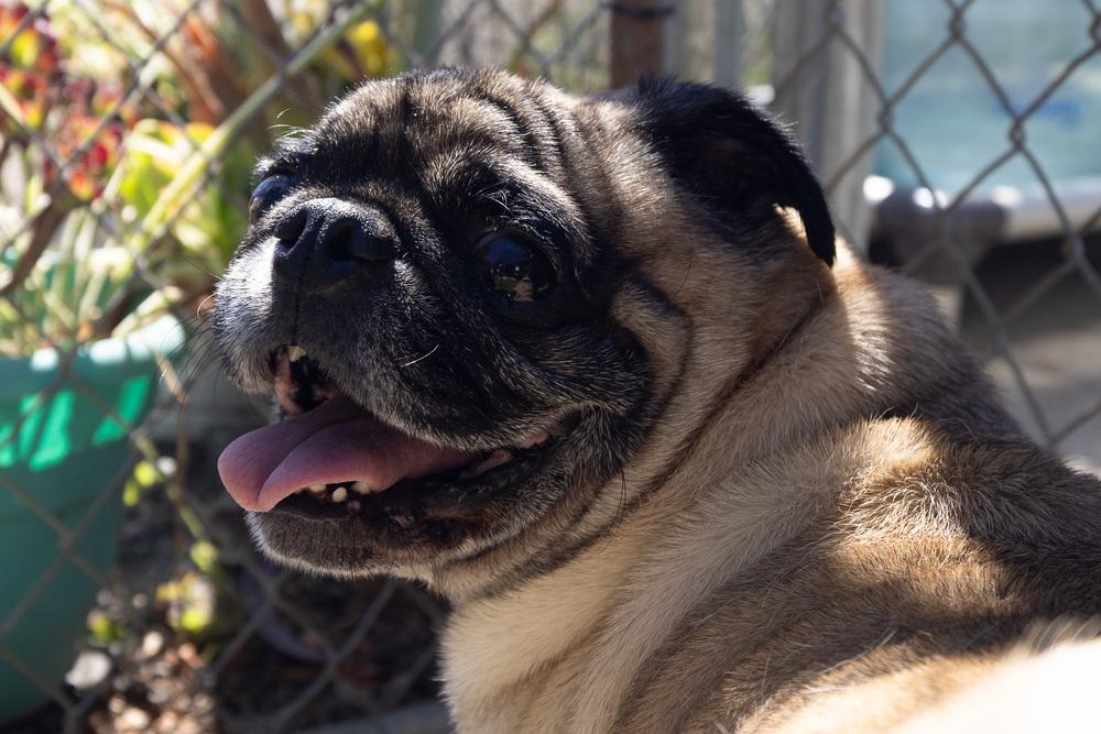 Enlarge Pugsley, a Adoptable Pug in Santa Rosa, CA image 2/3