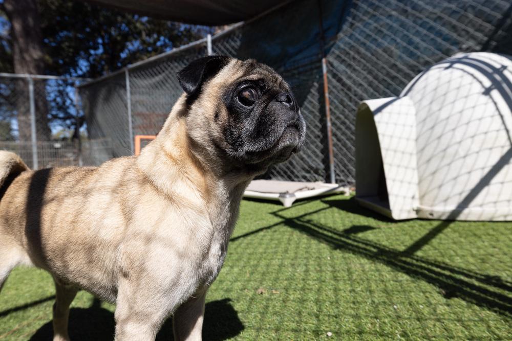 Enlarge Pugsley, a Adoptable Pug in Santa Rosa, CA image 3/3