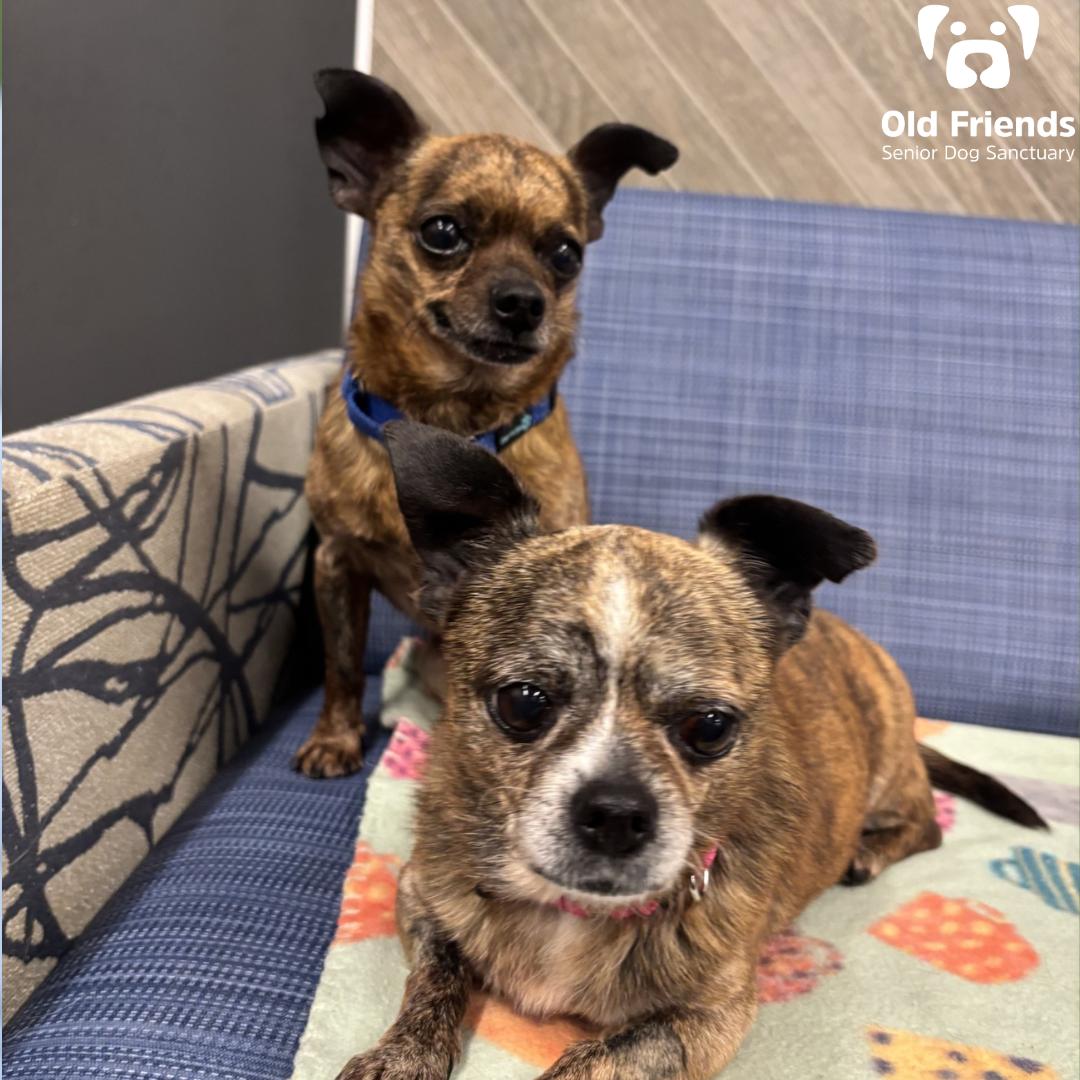 Enlarge Georgette and Firecracker, a Adoptable Chihuahua in Mount Juliet, TN image 1/2