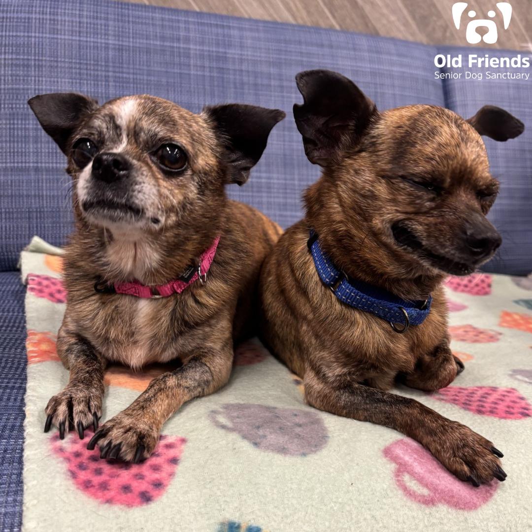 Georgette and Firecracker, Adoptable, Senior Female Chihuahua.
