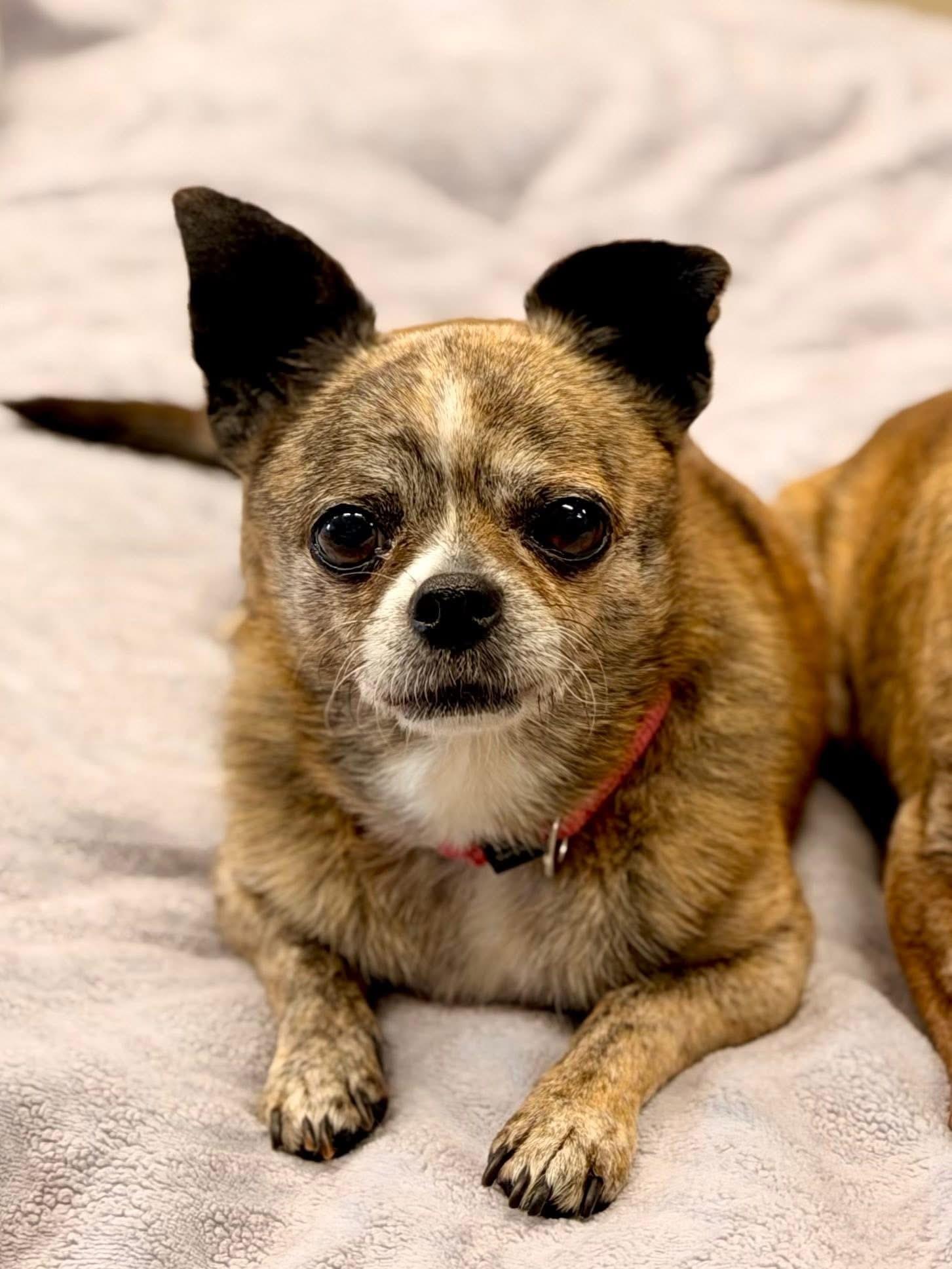 Enlarge Georgette and Firecracker, a Adoptable Chihuahua in Mount Juliet, TN image 2/4