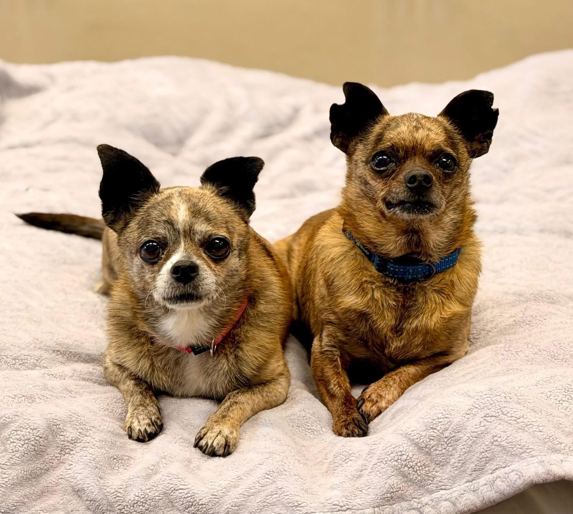 Georgette and Firecracker, Adoptable, Senior Female Chihuahua.