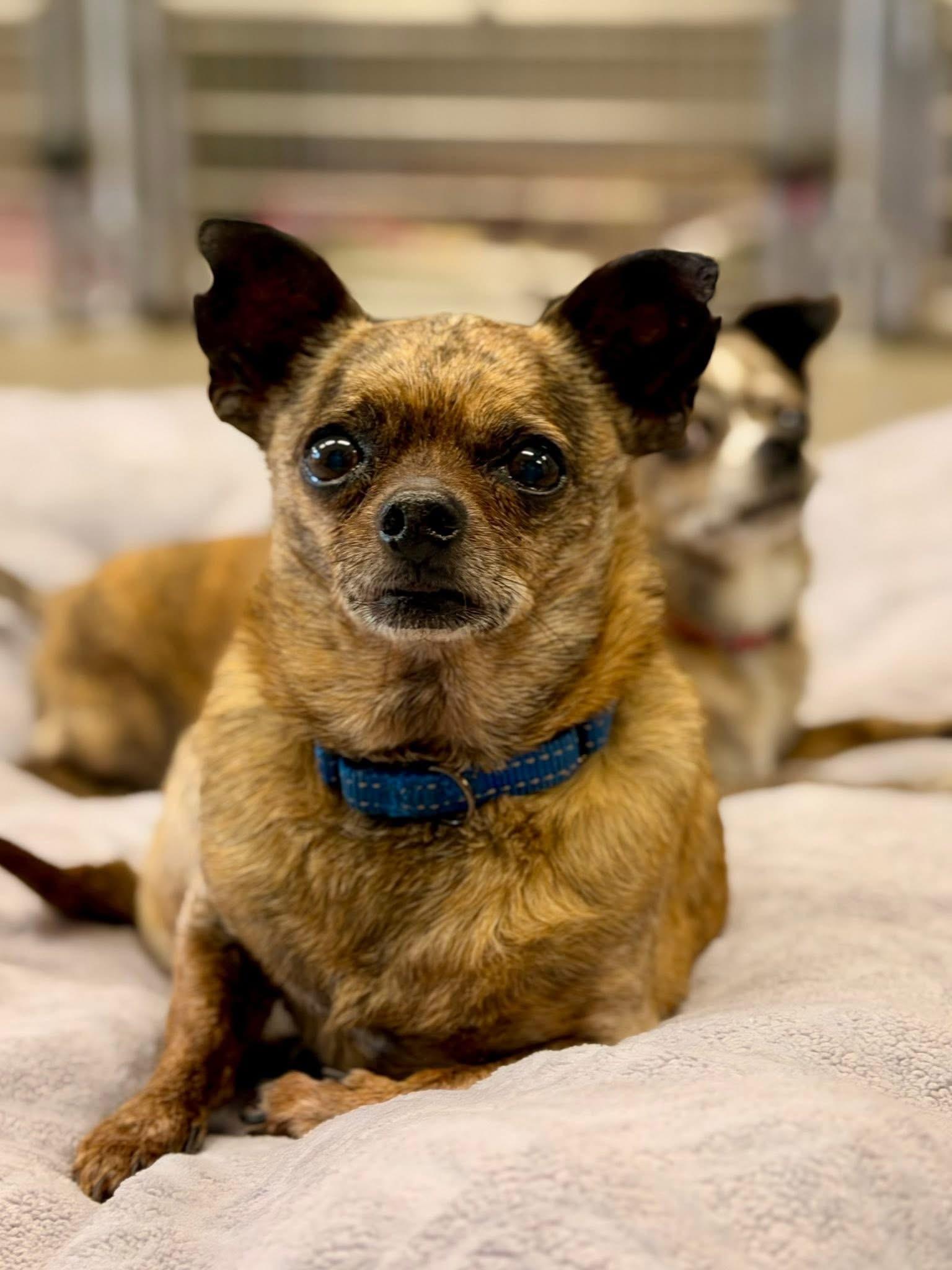 Enlarge Georgette and Firecracker, a Adoptable Chihuahua in Mount Juliet, TN image 3/4