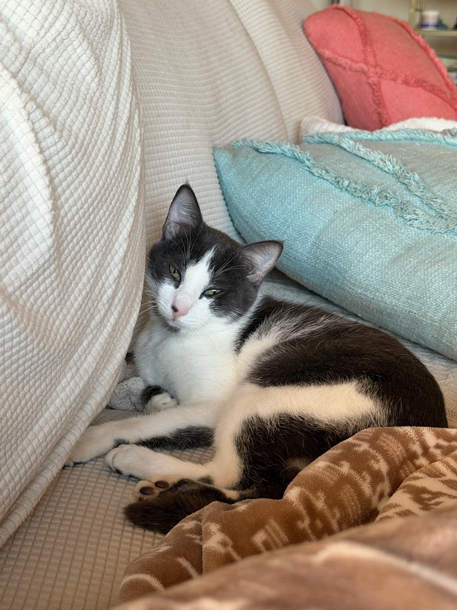 Fenix, Adoptable, Kitten Male Tabby.