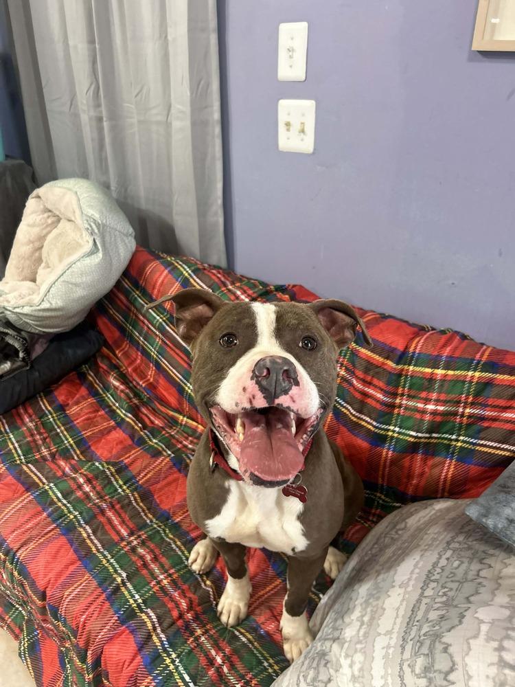 Enlarge Cash, a Adoptable mixed breed in Dutton, VA image 2/2