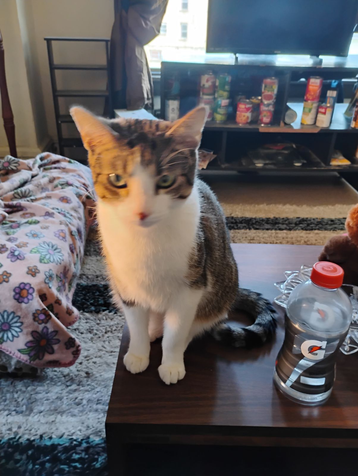 Jack, a Adoptable Domestic Short Hair in Massillon, OH image 1/10