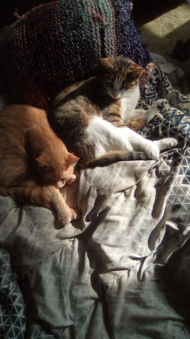 Jack, a Adoptable Domestic Short Hair in Massillon, OH image 2/10