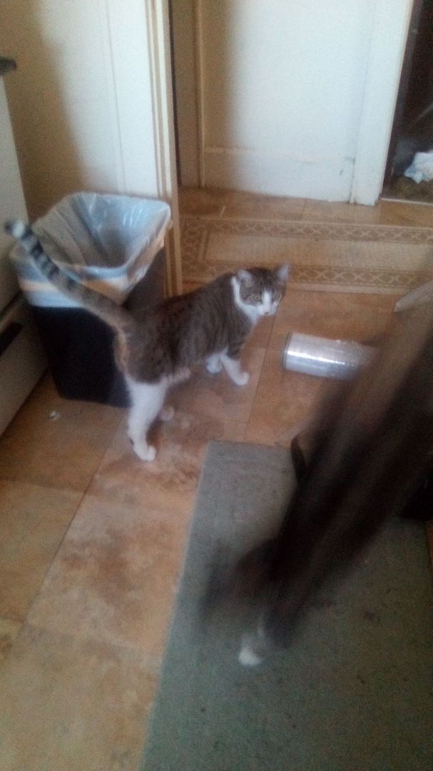 Jack, a Adoptable Domestic Short Hair in Massillon, OH image 3/10