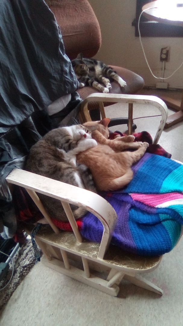 Jack, a Adoptable Domestic Short Hair in Massillon, OH image 4/10