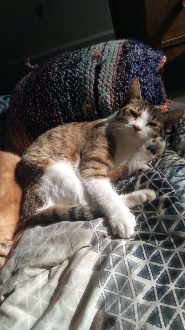 Jack, a Adoptable Domestic Short Hair in Massillon, OH image 5/10