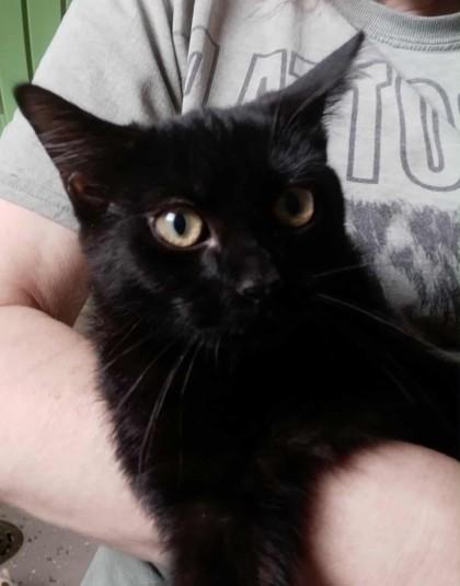 Kimmel, Adoptable, Kitten Male Domestic Short Hair.