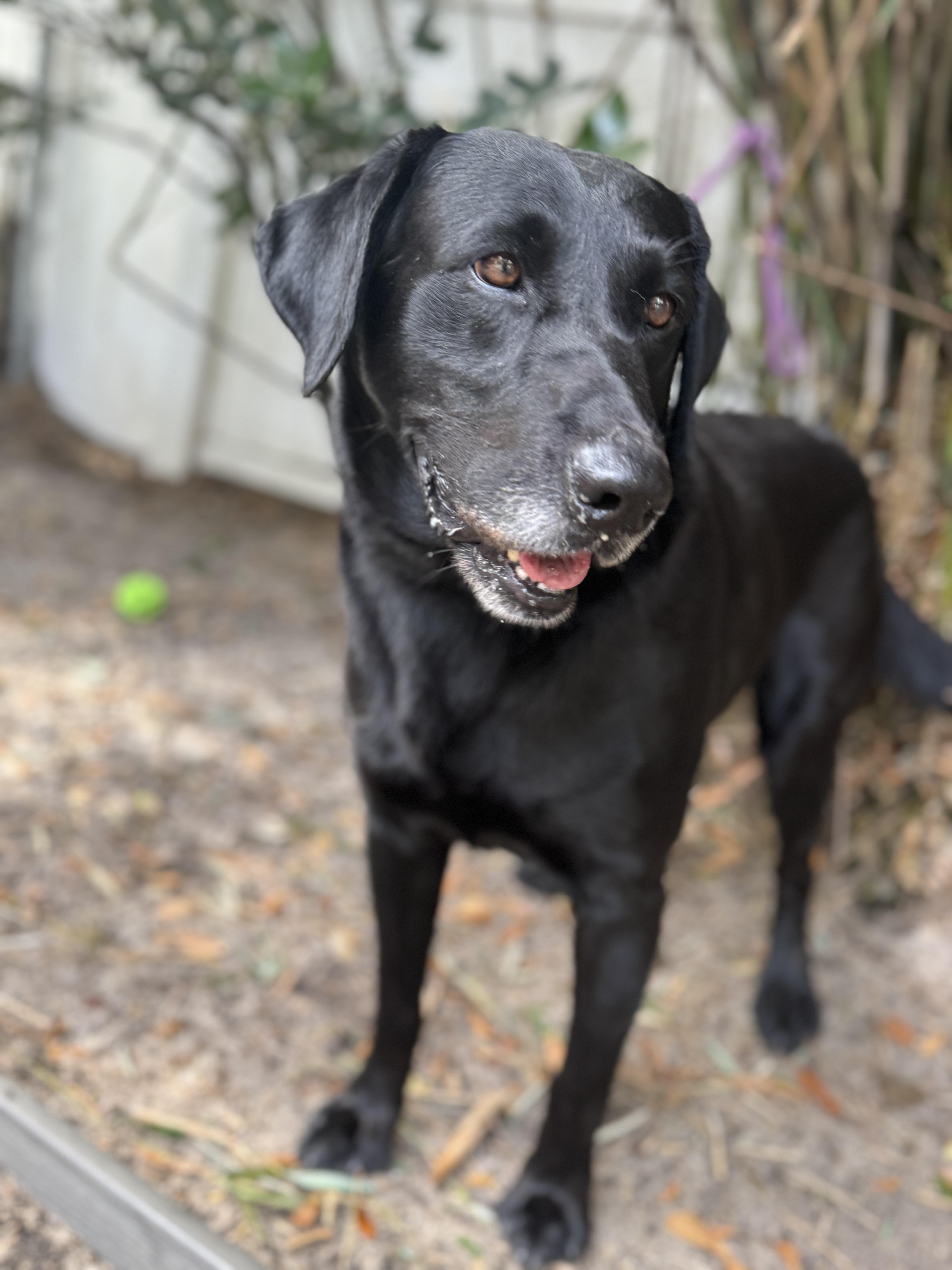 Enlarge Hunter , an adopted Black Labrador Retriever in Navarre, FL image 2/4