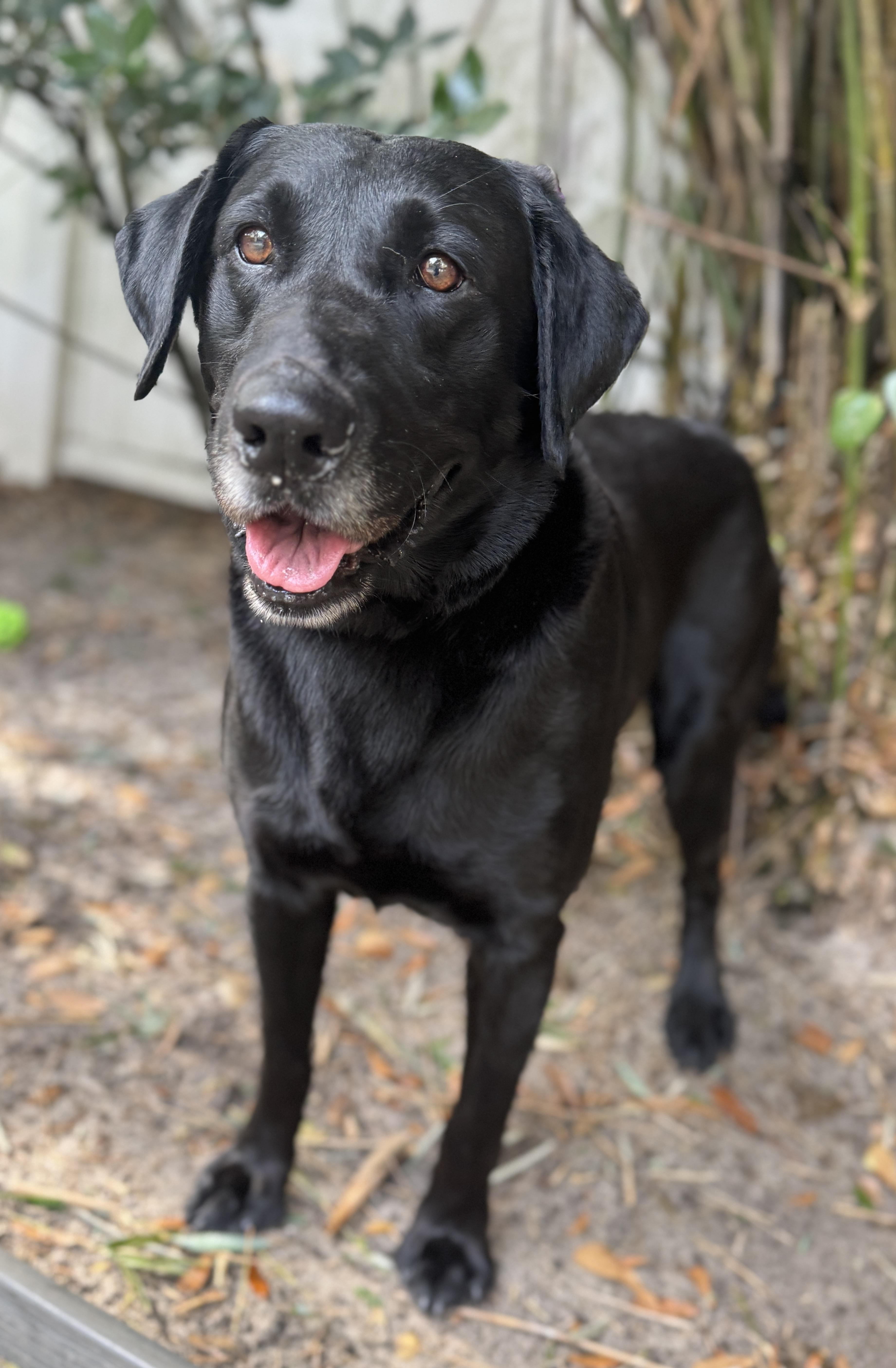 Enlarge Hunter , an adopted Black Labrador Retriever in Navarre, FL image 4/4