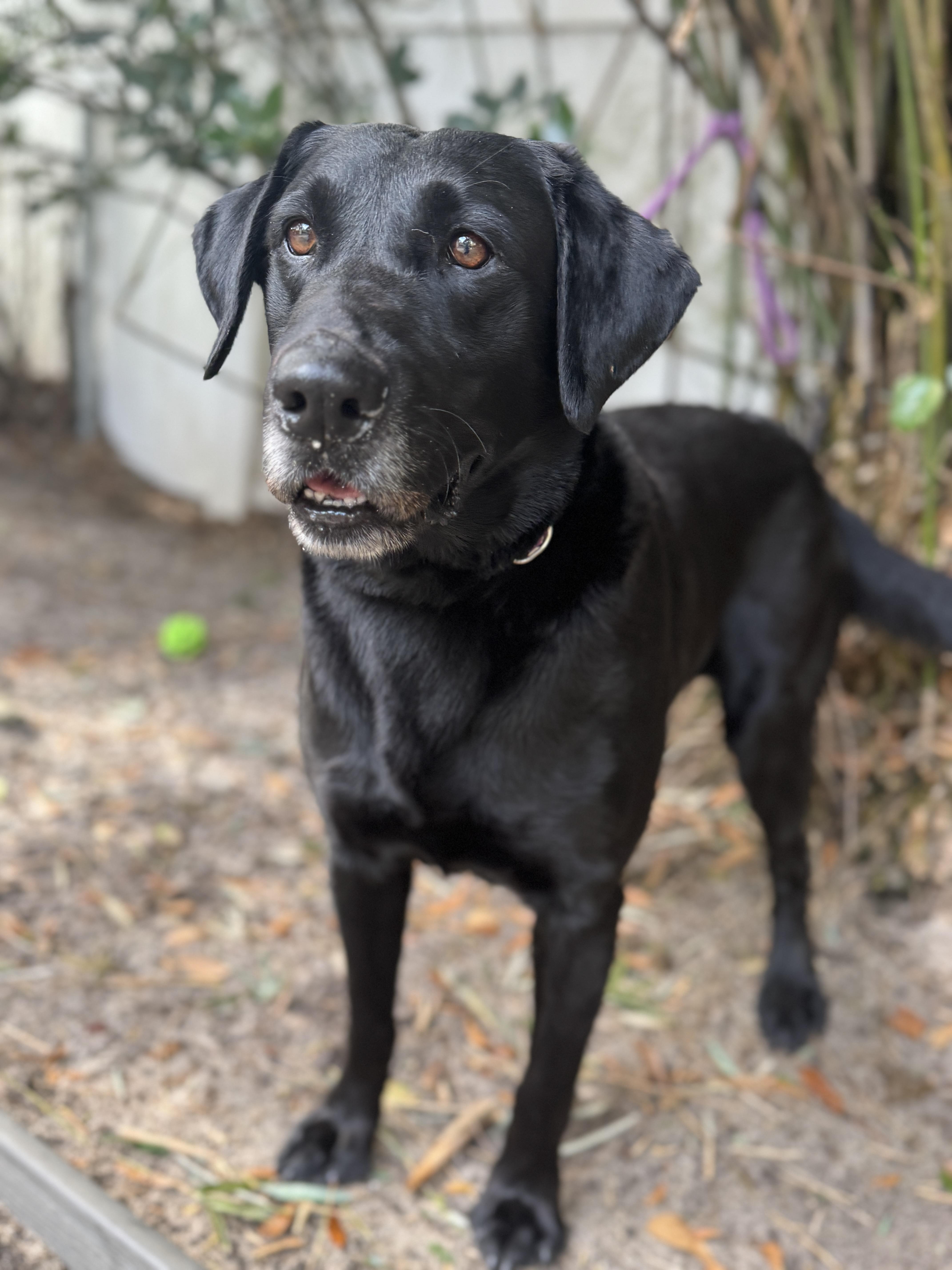 Enlarge Hunter , an adopted Black Labrador Retriever in Navarre, FL image 3/4