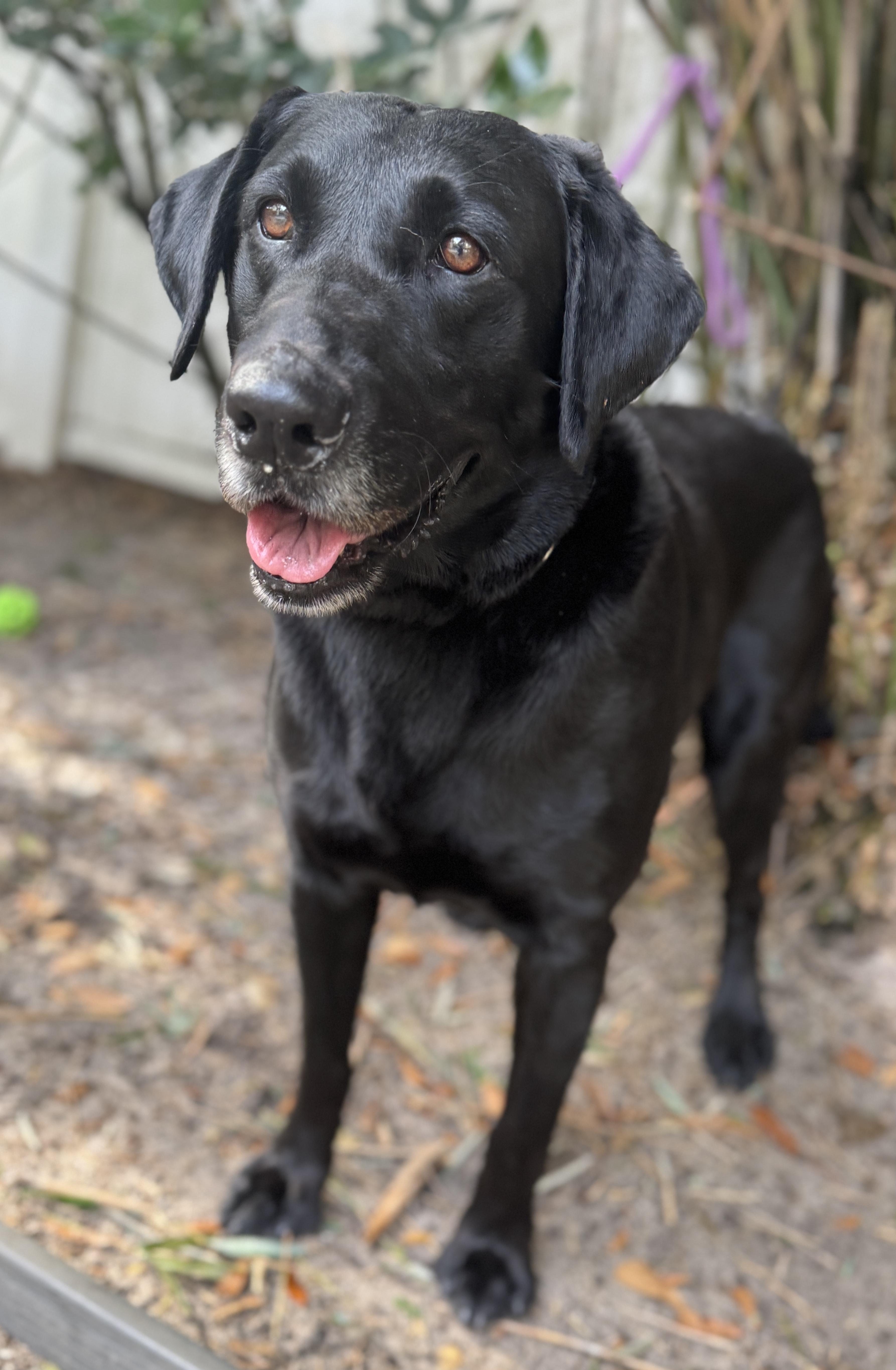 Hunter , ADOPTABLE, Adult Male Black Labrador Retriever.