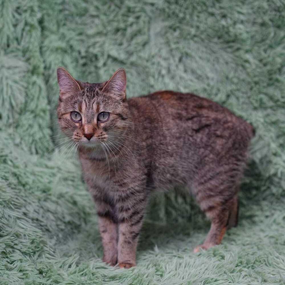 Duck, Adopted, Young Female Domestic Short Hair.