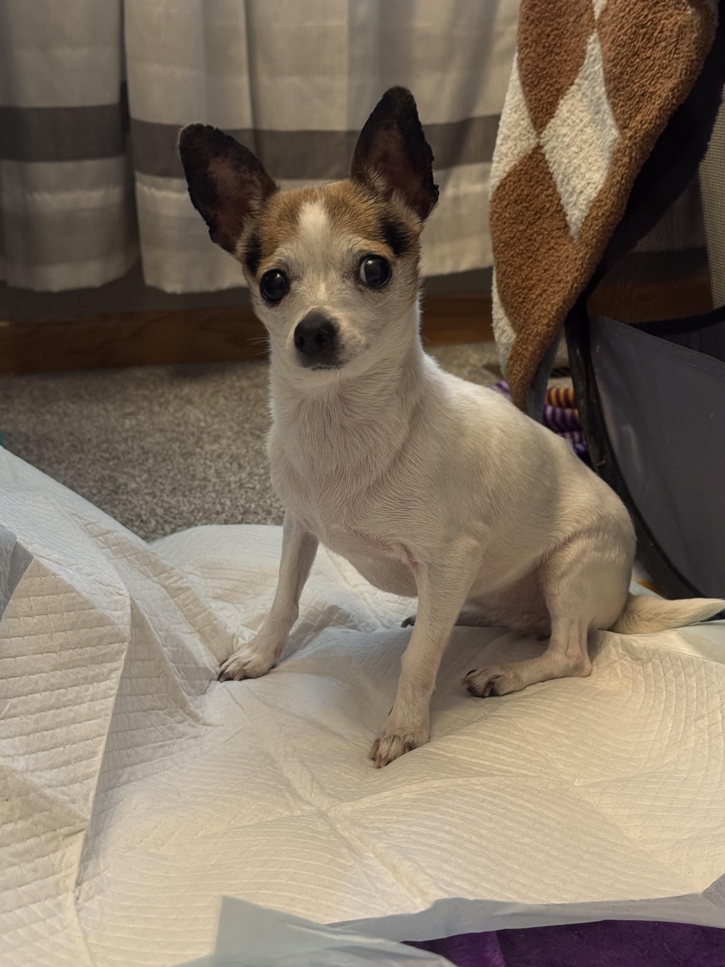 Enlarge Carmela, a ADOPTABLE Chihuahua in Windom, MN image 1/1