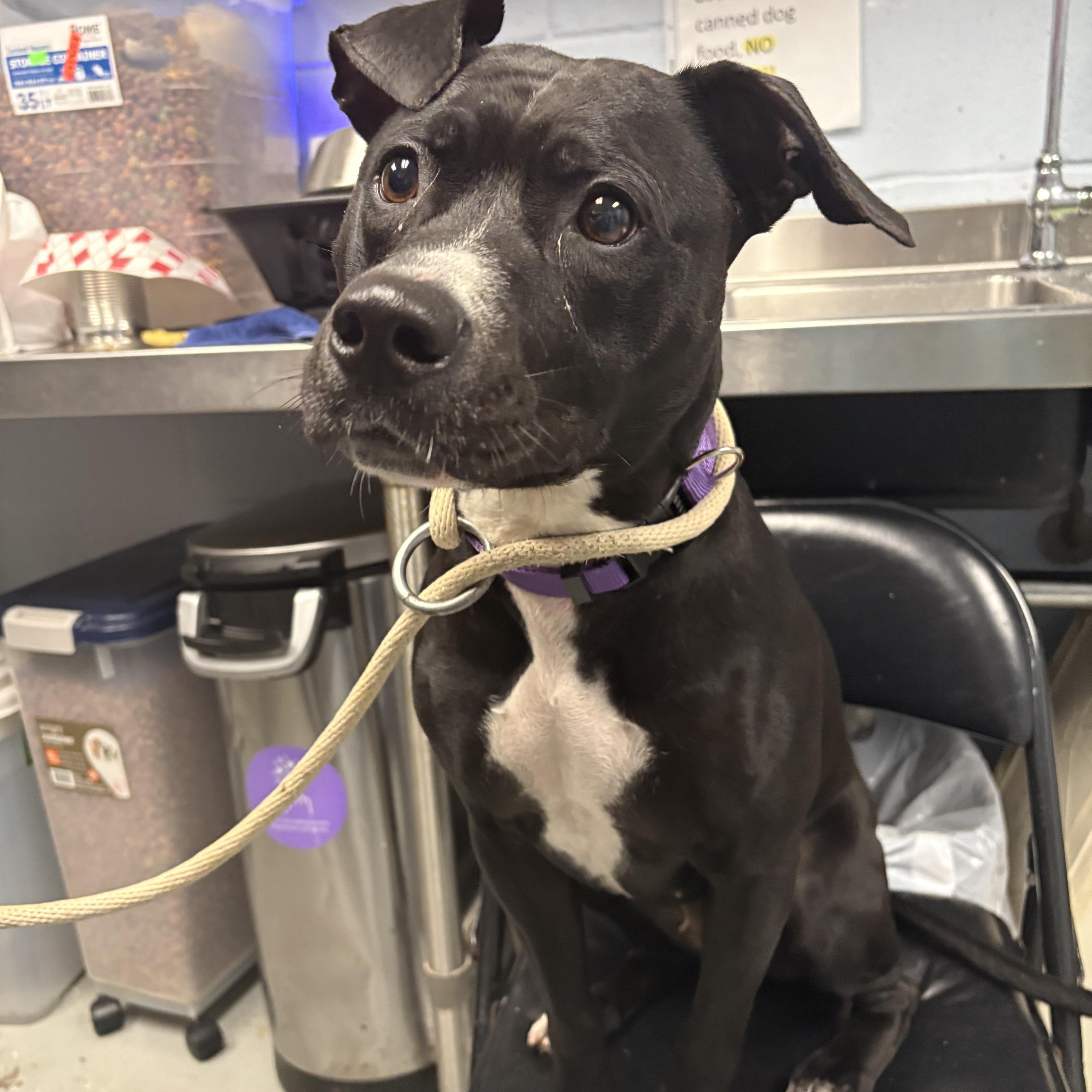 Enlarge Tallulah, a Adopted American Staffordshire Terrier in Yonkers, NY image 3/6