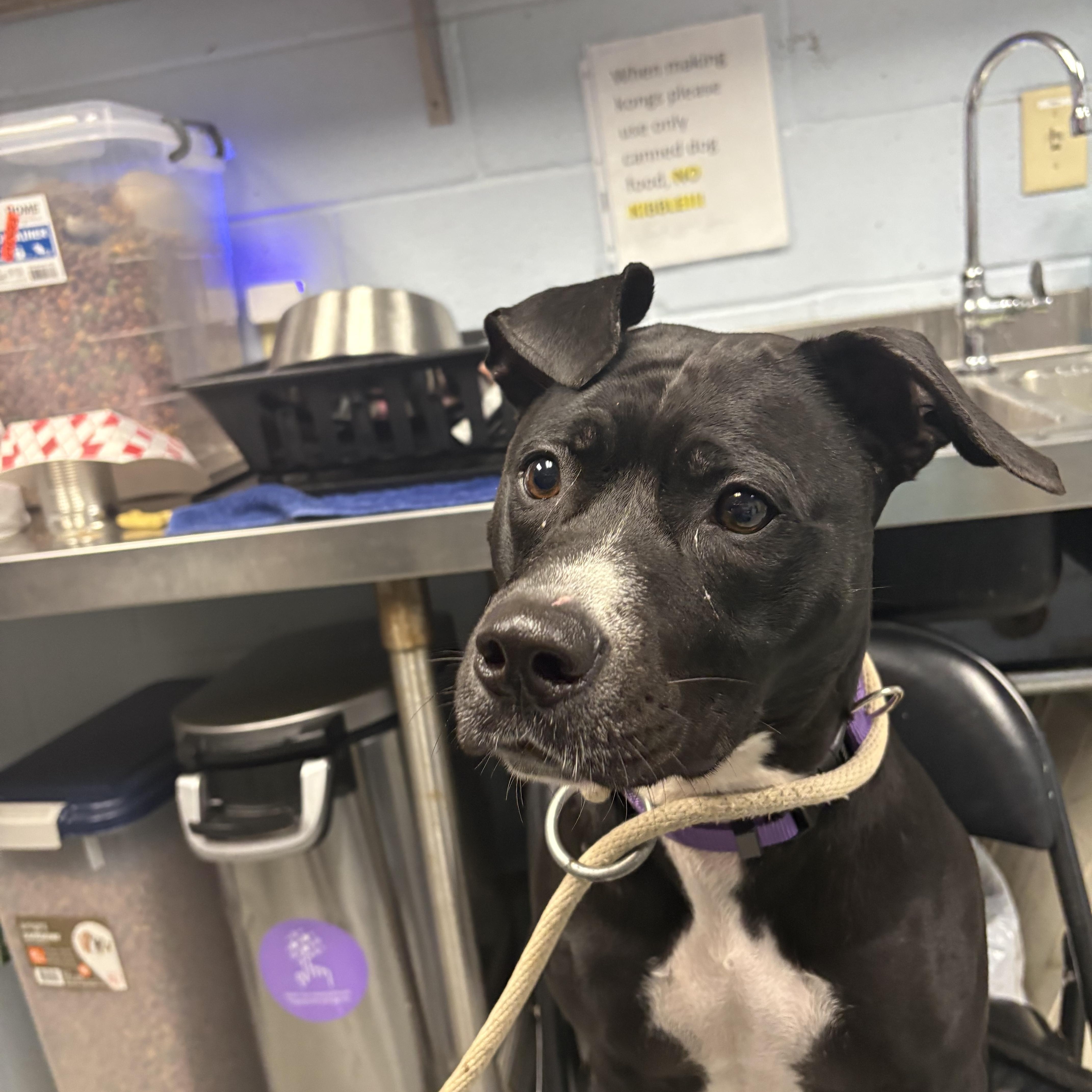 Enlarge Tallulah, a Adopted American Staffordshire Terrier in Yonkers, NY image 5/6