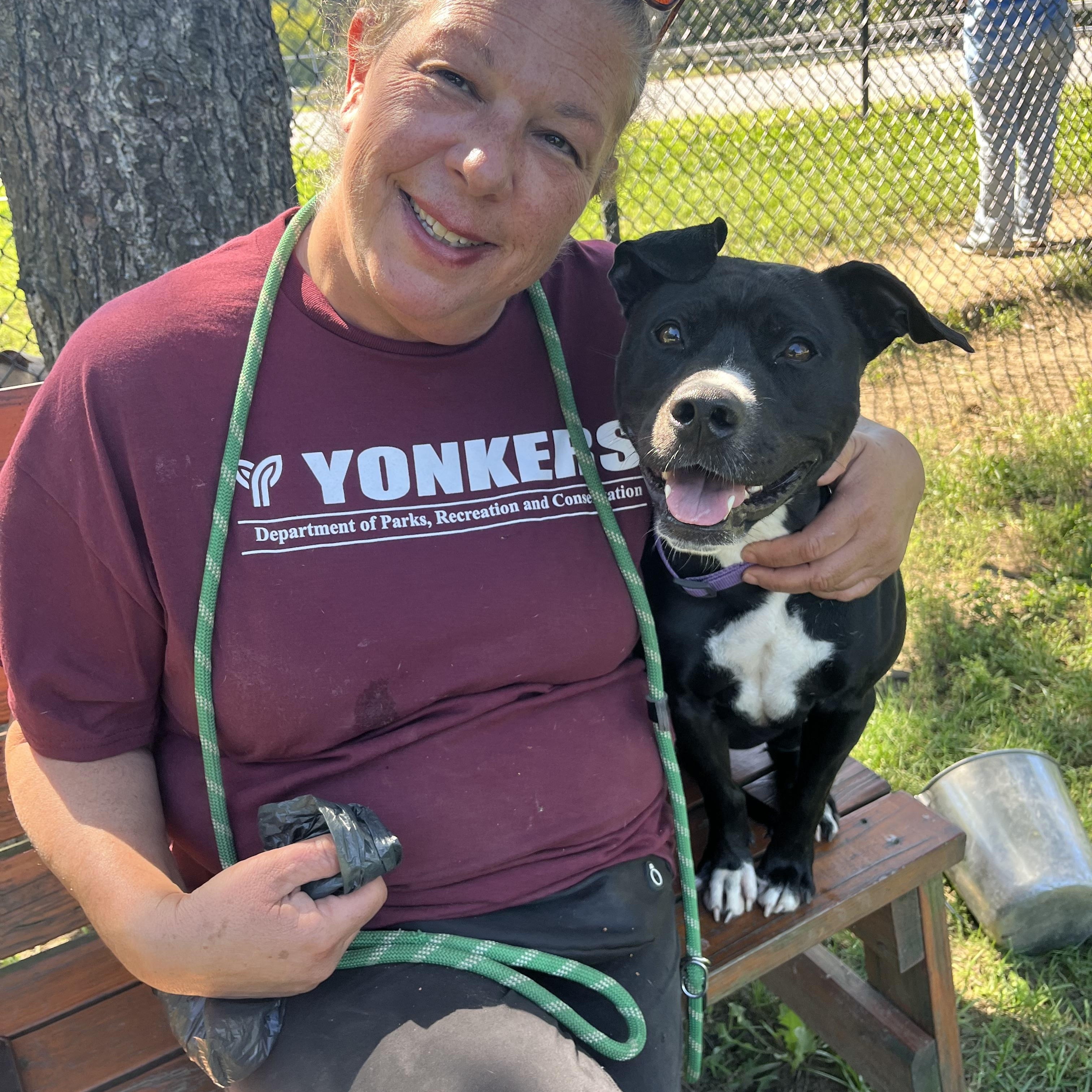 Enlarge Tallulah, a Adopted American Staffordshire Terrier in Yonkers, NY image 1/6