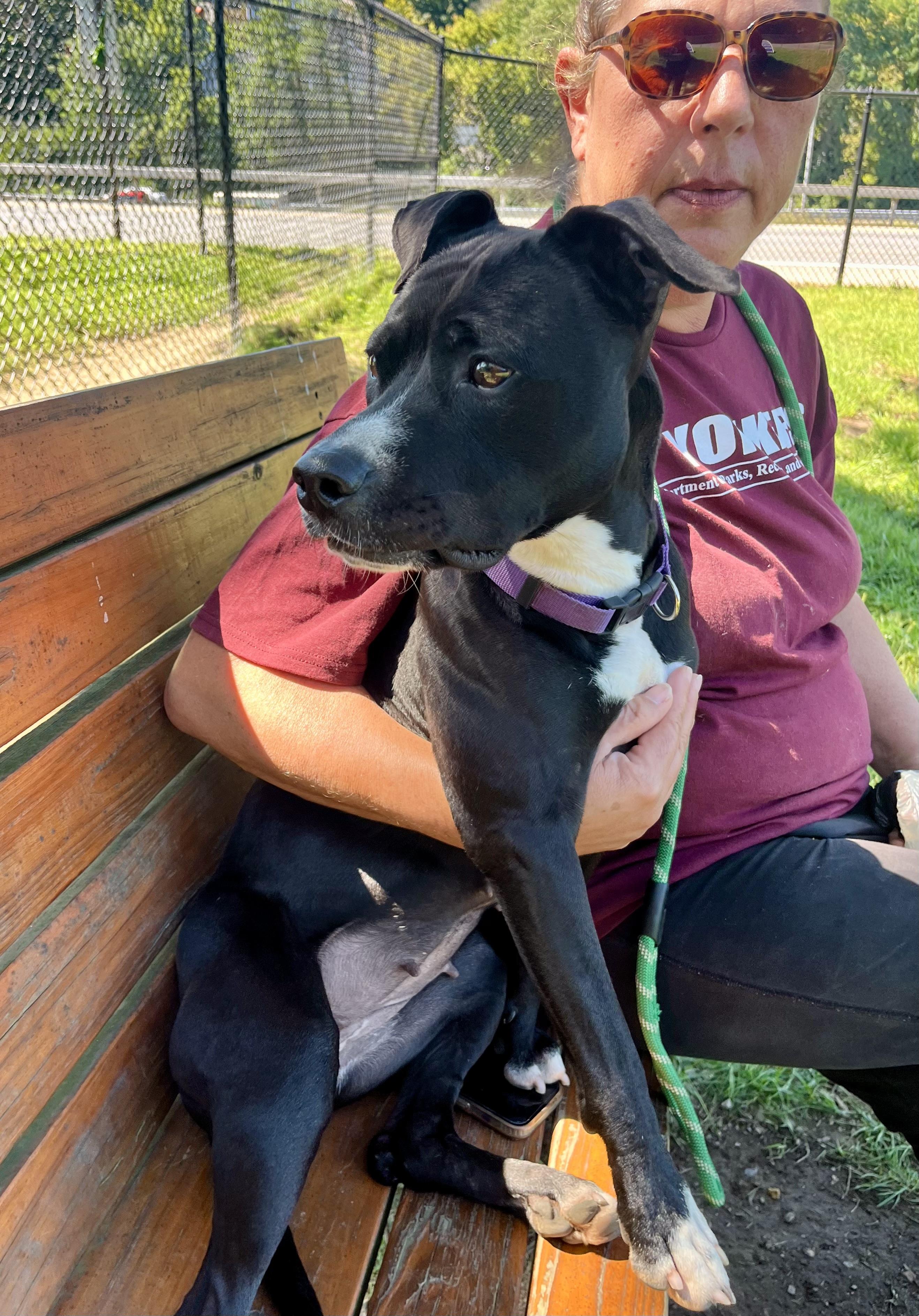 Enlarge Tallulah, a Adopted American Staffordshire Terrier in Yonkers, NY image 6/6