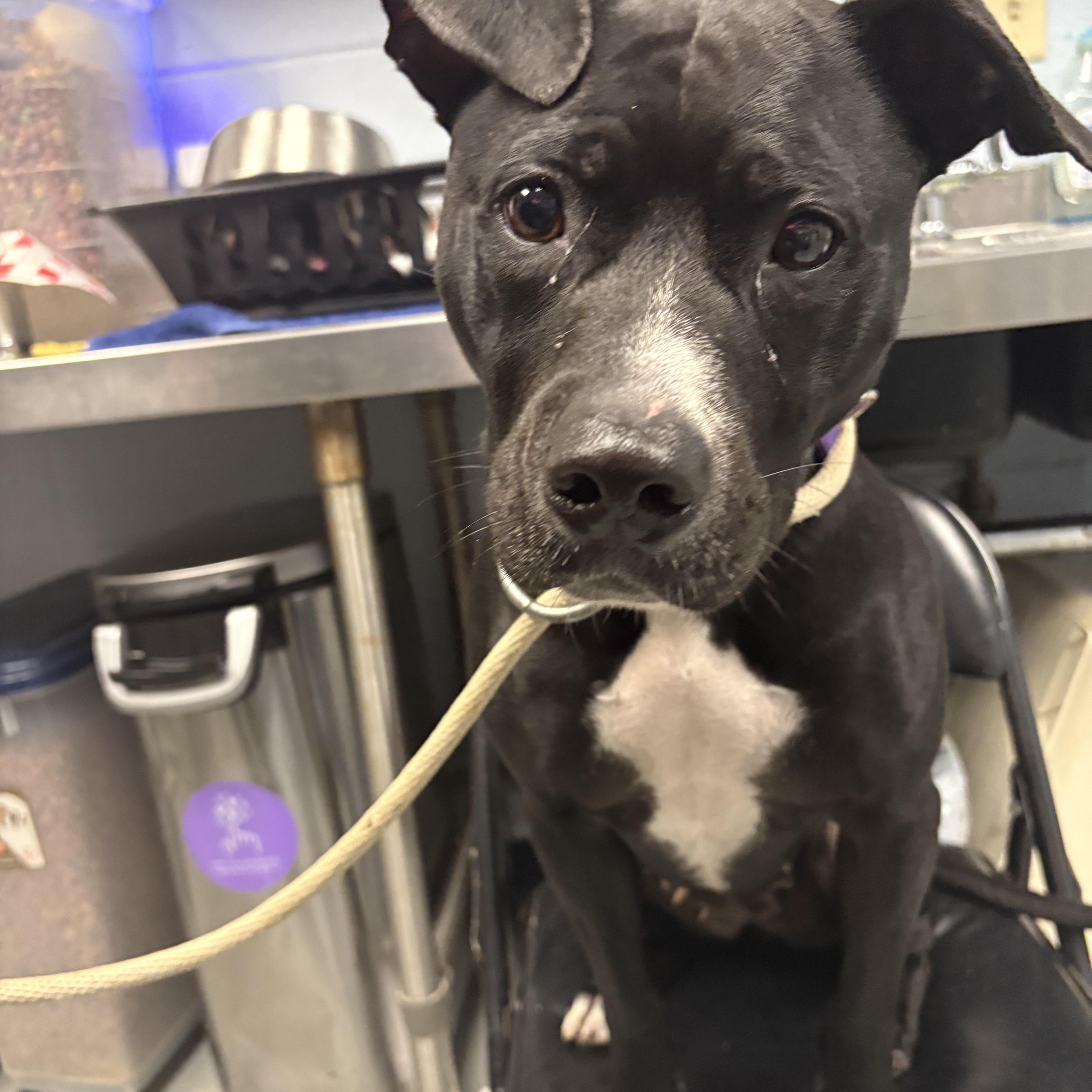 Enlarge Tallulah, a Adopted American Staffordshire Terrier in Yonkers, NY image 4/6