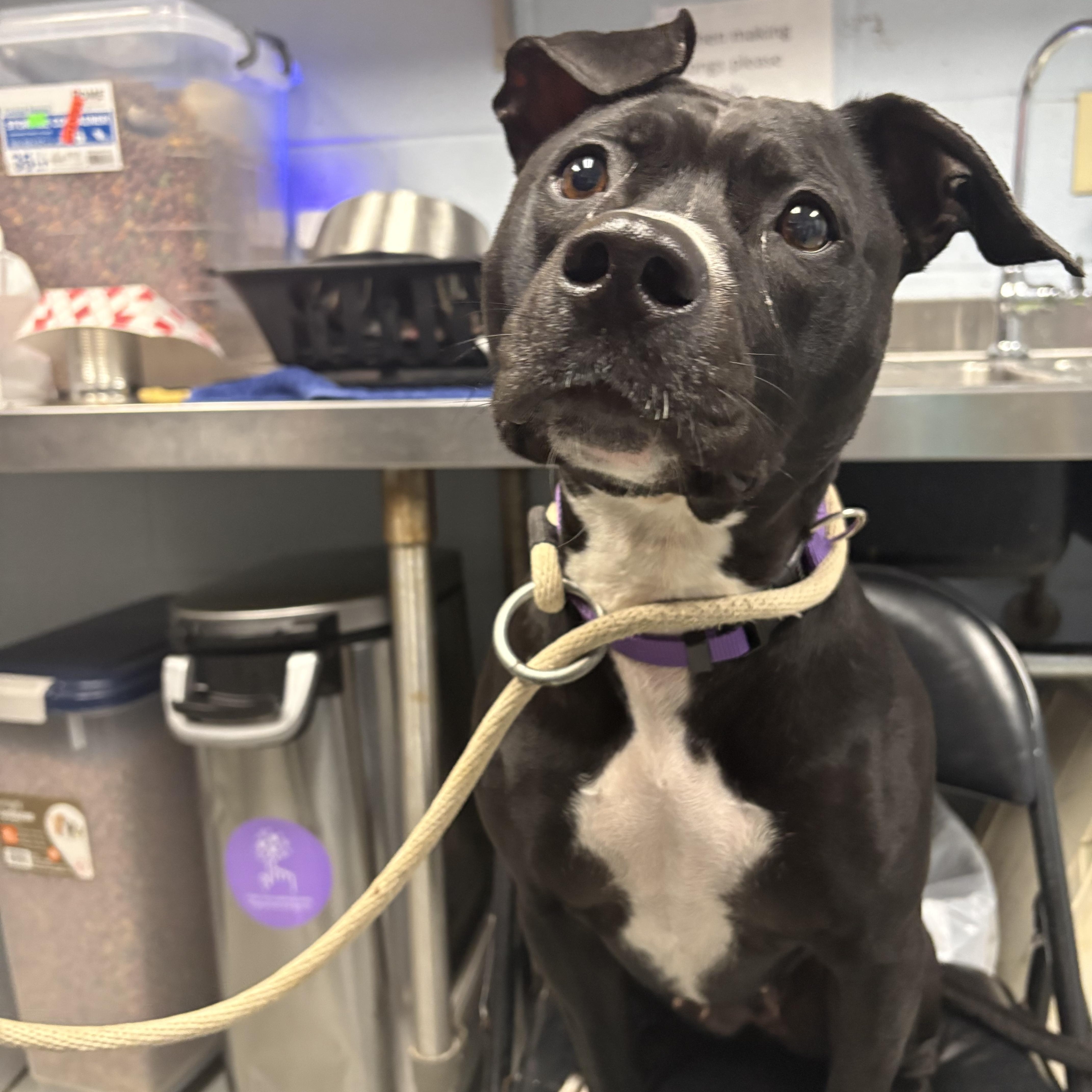 Enlarge Tallulah, a Adopted American Staffordshire Terrier in Yonkers, NY image 2/6