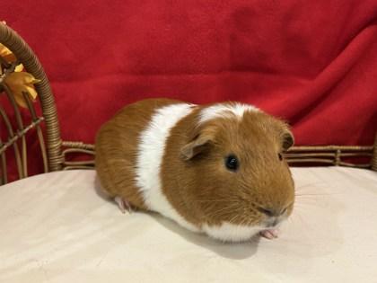 Noodle (with Chip), Adult Male unknown