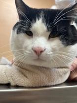 Enlarge Clarence, an adopted Domestic Short Hair in Phoenix, AZ image 1/1