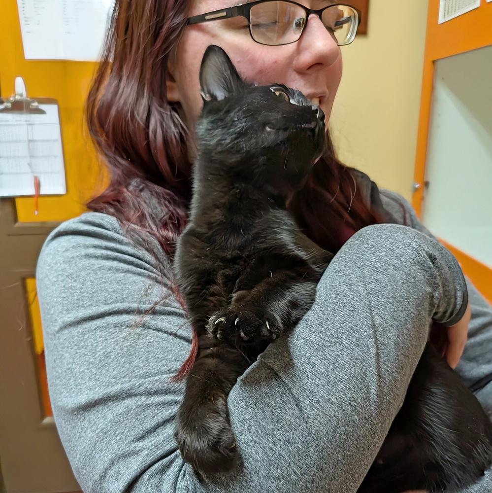 Echo, a Adoptable Domestic Short Hair in Accident, MD image 3/3