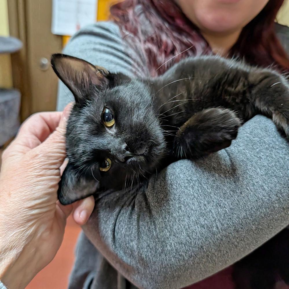 Echo, Adoptable, Kitten Female Domestic Short Hair.