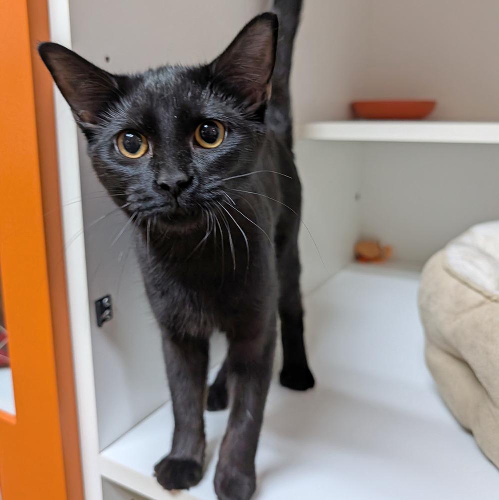 Echo, a Adoptable Domestic Short Hair in Accident, MD image 2/3