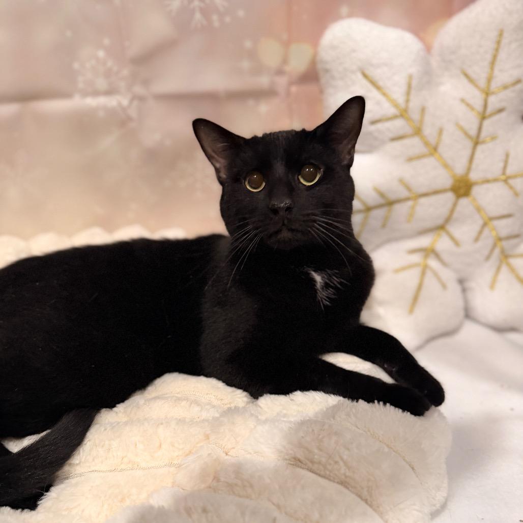Ruger, Adoptable, Adult Male Domestic Short Hair.