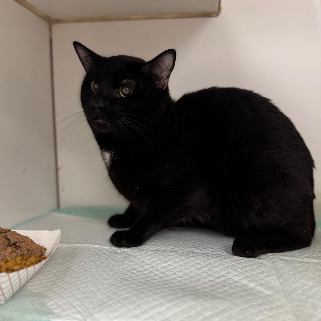 Ruger, a Adoptable Domestic Short Hair in Pasadena , MD image 2/2