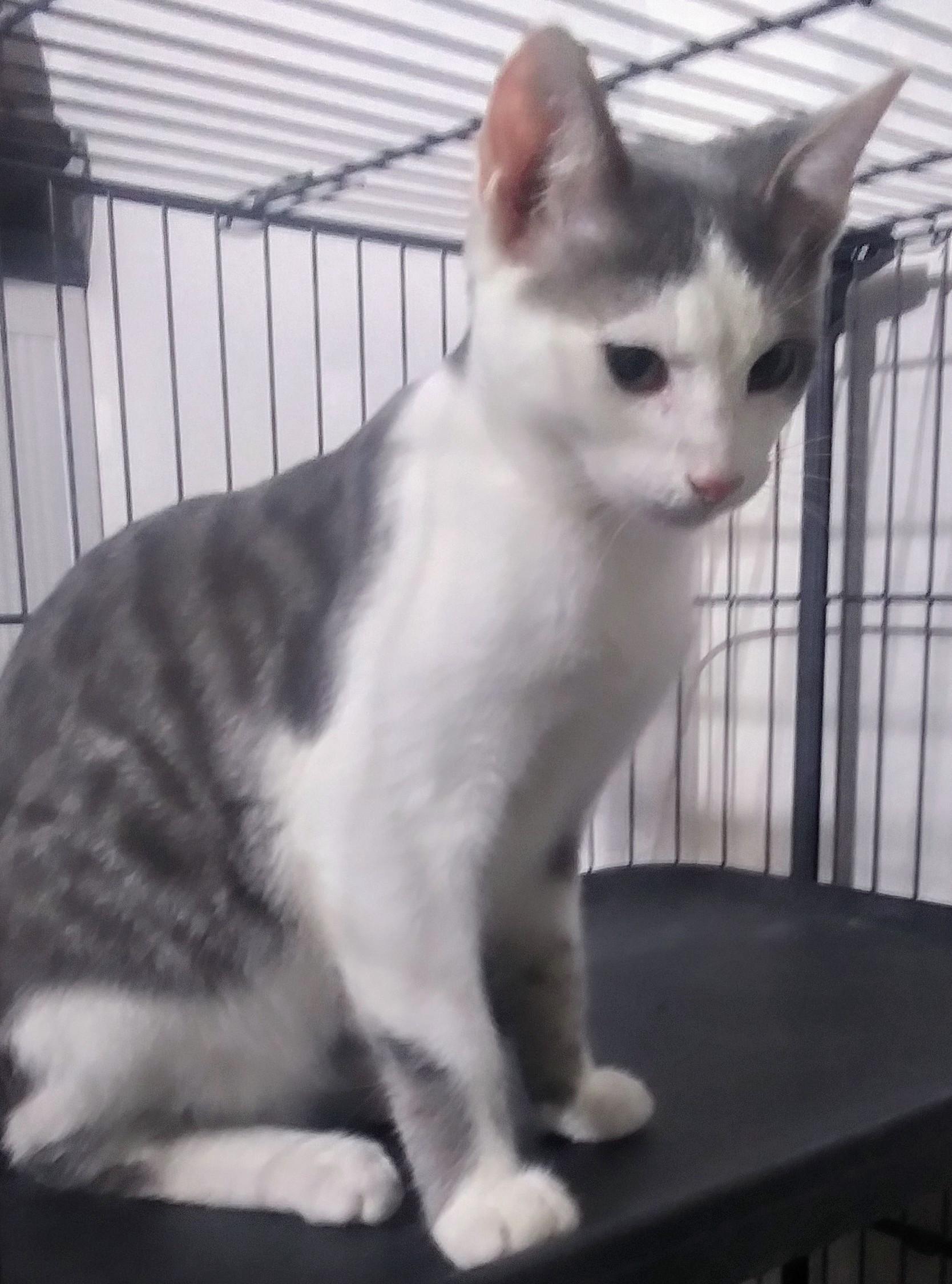 Approximately 9 months old Kyler is a handsome gray tabby and white teenager He is from a litter o