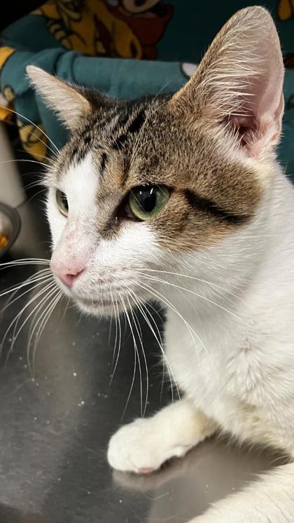 Sid, Adoptable, Adult Male Domestic Short Hair & Domestic Short Hair.