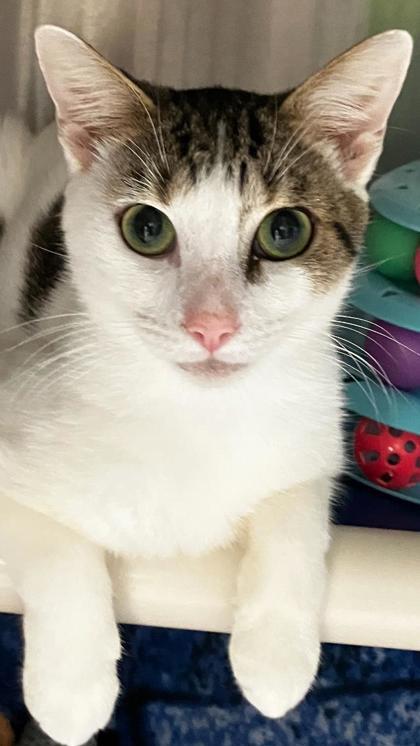 Enlarge Sid, a Adoptable mixed breed in Venice, FL image 2/3