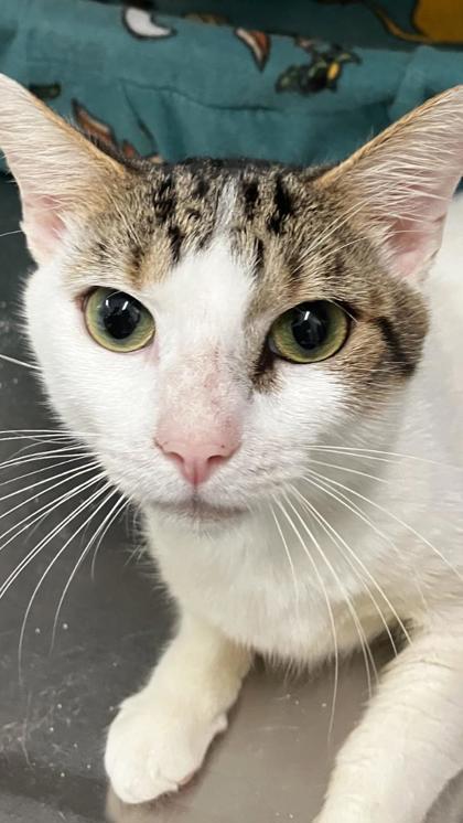 Enlarge Sid, a Adoptable mixed breed in Venice, FL image 3/3