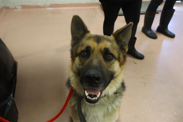 Enlarge VEGGIE, a Adoptable Mixed Breed in Columbia, SC image 1/1