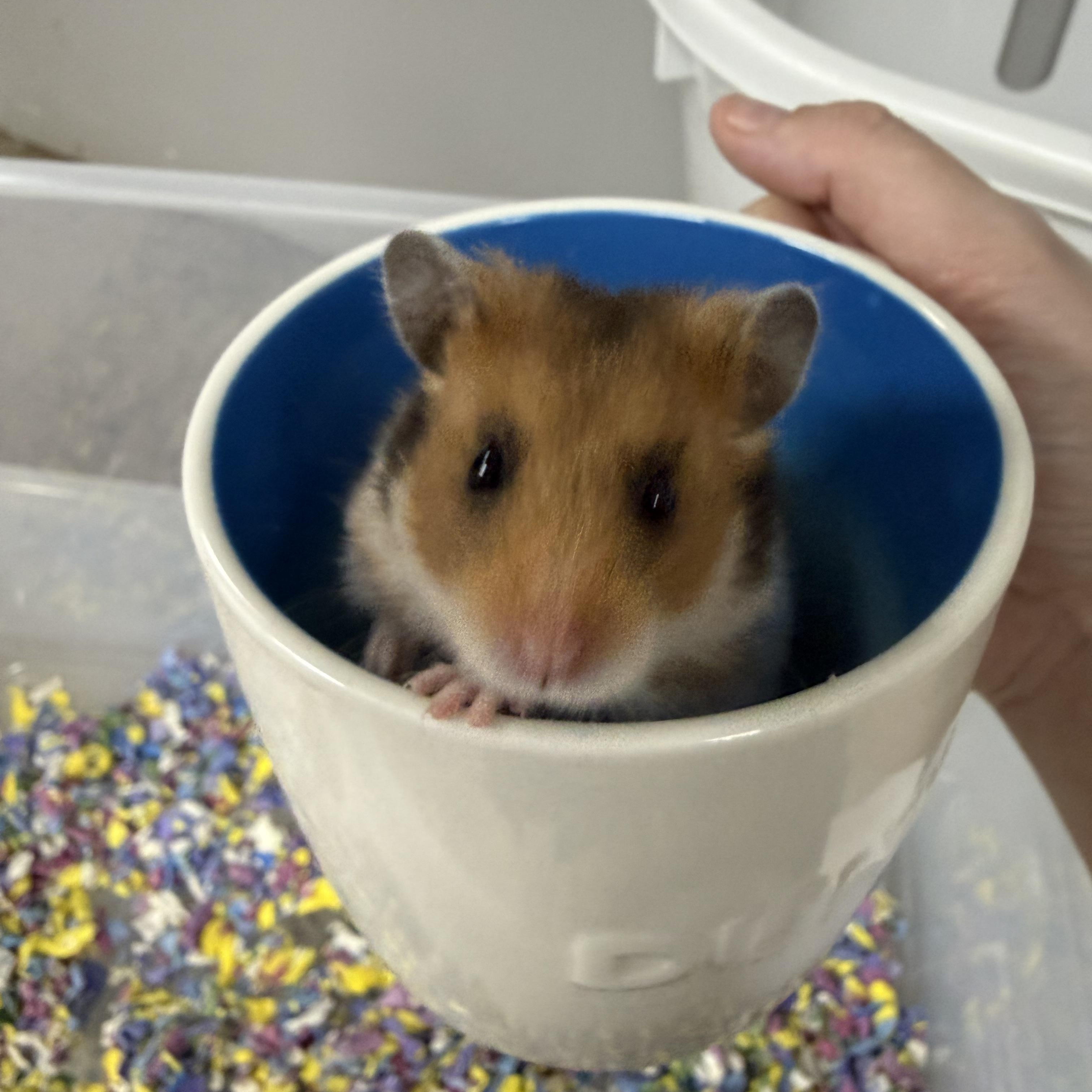 Brie, ADOPTABLE, Young Female Hamster.