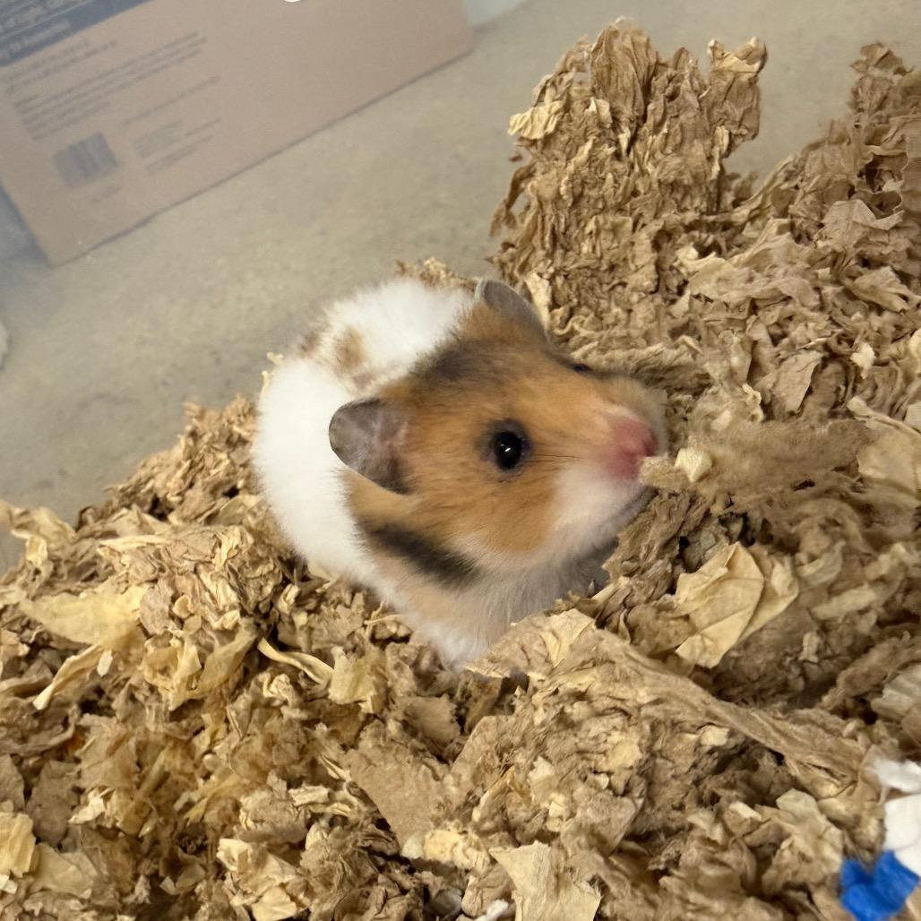 Enlarge Brie, a ADOPTABLE Hamster in Medford, NY image 2/3