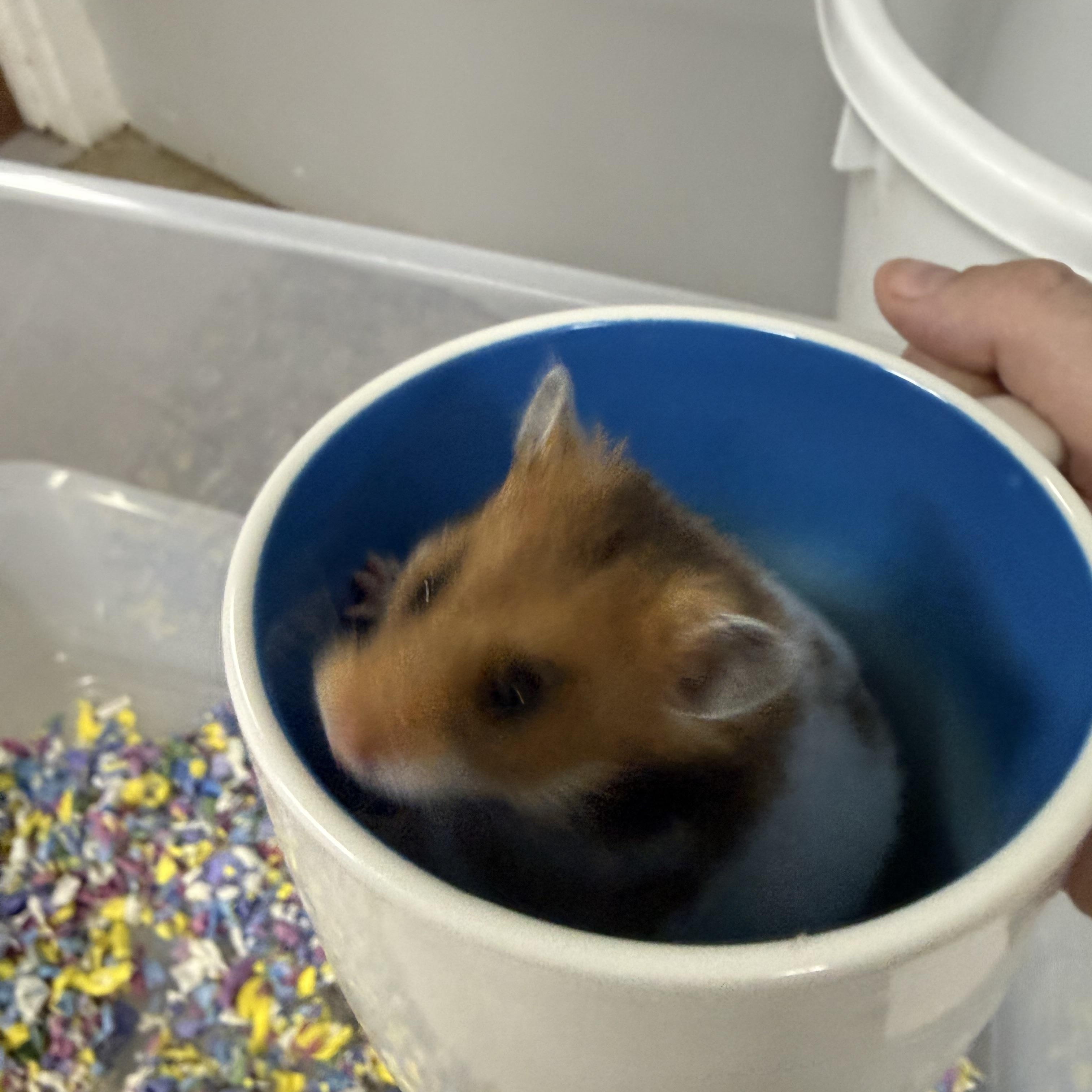 Enlarge Brie, a ADOPTABLE Hamster in Medford, NY image 3/3