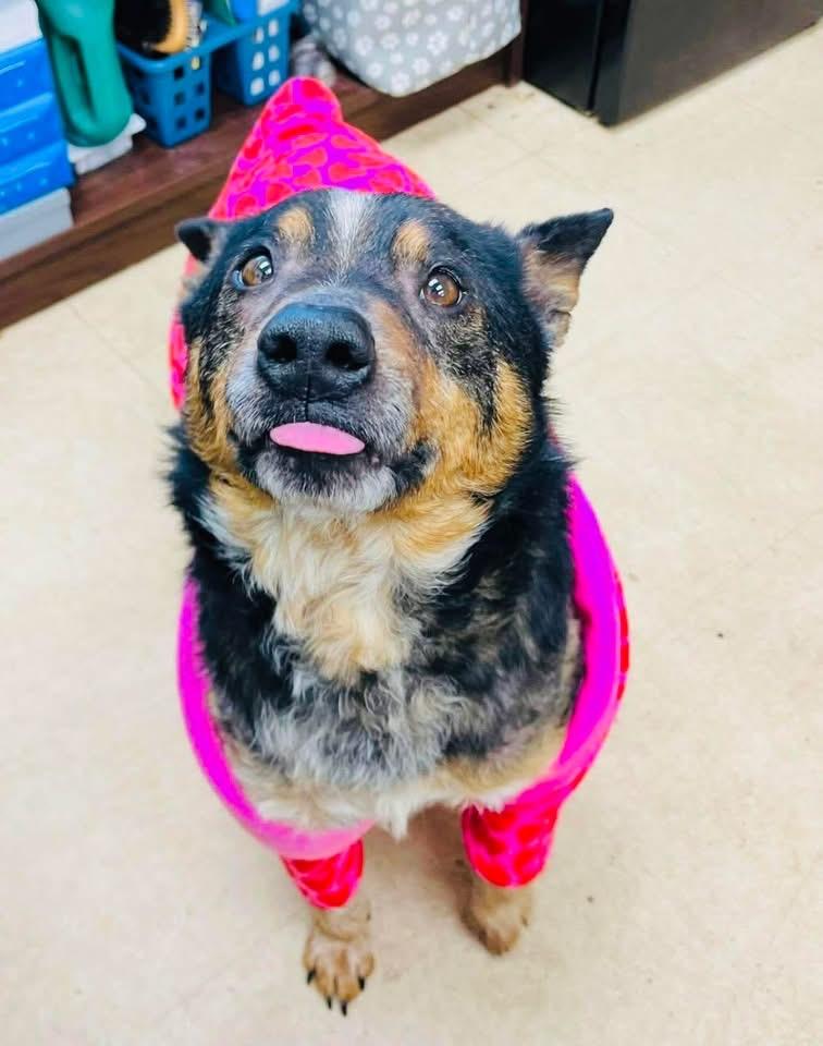 Enlarge Chuppy , a Adoptable Australian Cattle Dog / Blue Heeler in Pineville, NC image 3/6