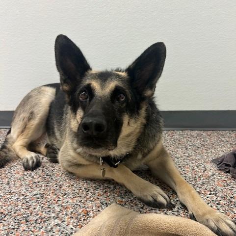 Pebble, a Adoptable mixed breed in Salt Lake City, UT image 1/6