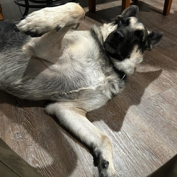 Pebble, a Adoptable mixed breed in Salt Lake City, UT image 3/6