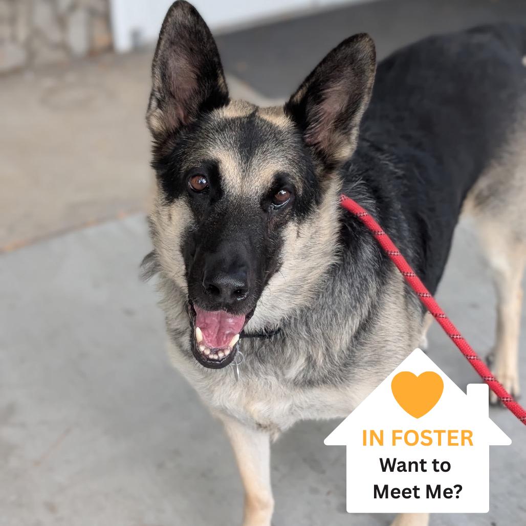 Pebble, a Adoptable mixed breed in Salt Lake City, UT image 4/6