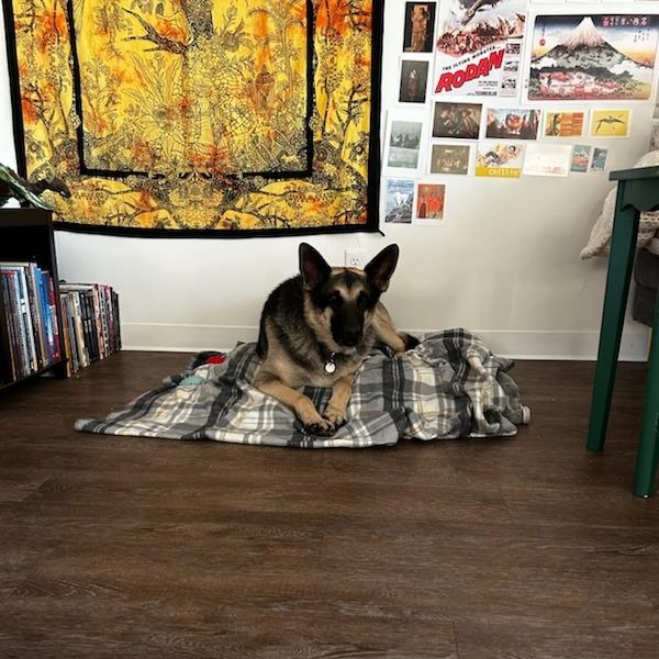 Pebble, a Adoptable mixed breed in Salt Lake City, UT image 5/6