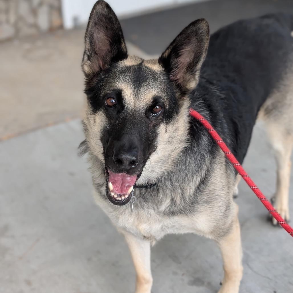 Pebble, a Adoptable mixed breed in Salt Lake City, UT image 6/6