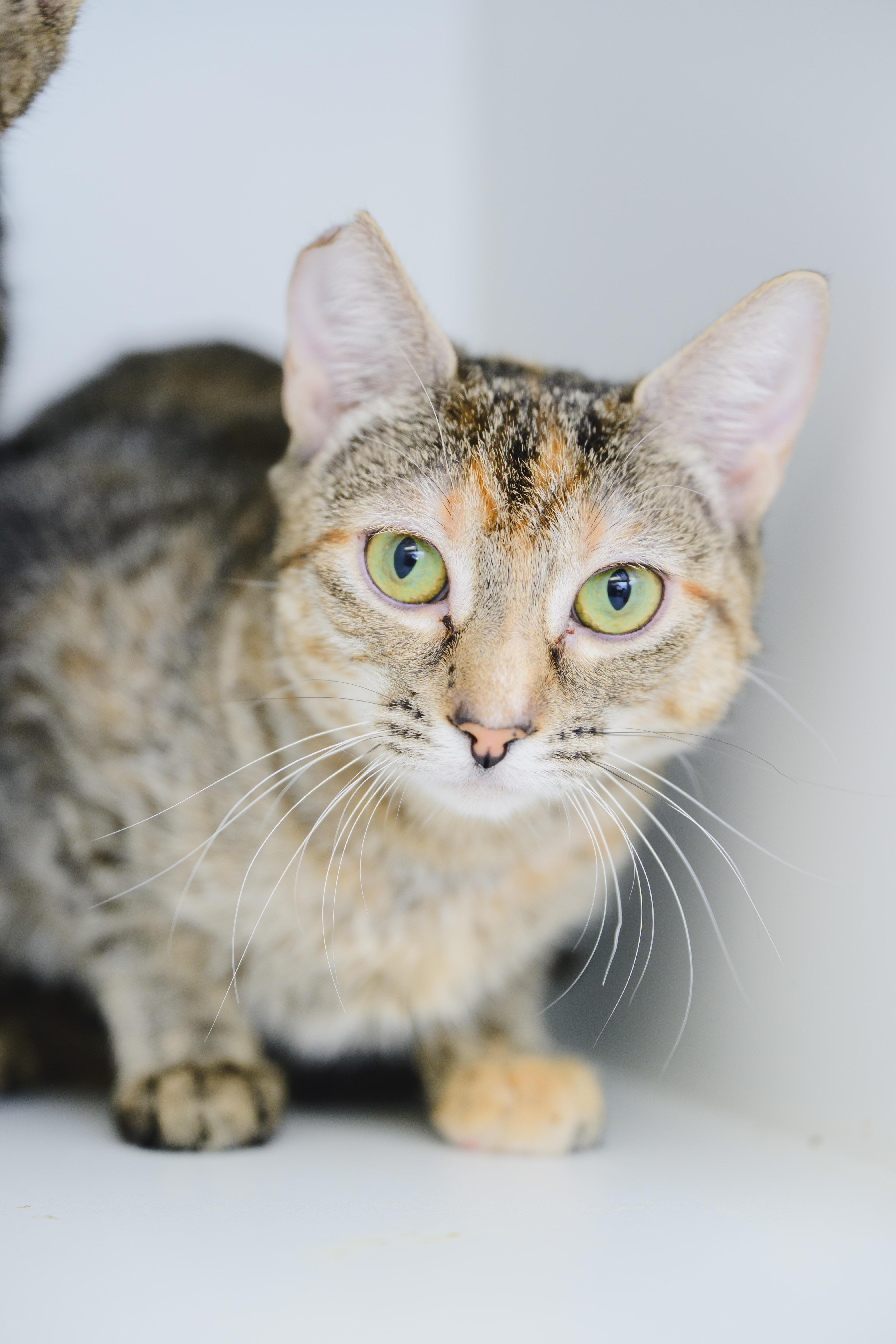 Cloud, a Adoptable Domestic Short Hair in Honolulu, HI image 1/4